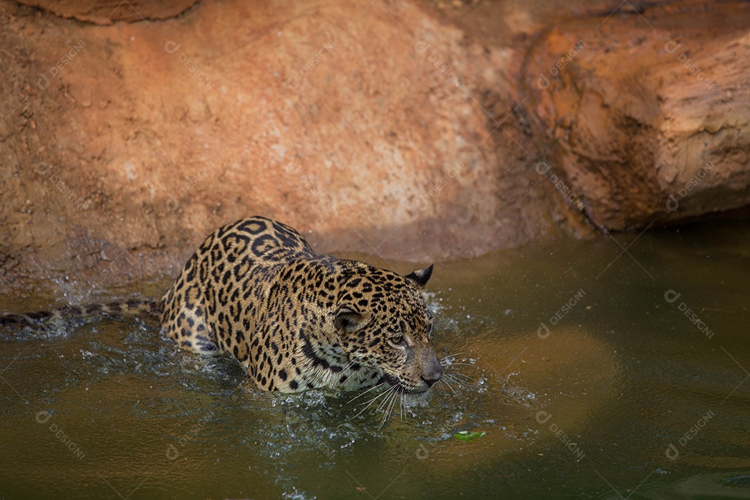 Tigre animal selvagem nadando sobre lago