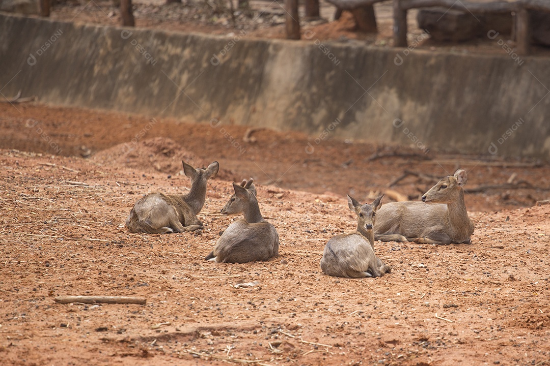 Animais deitados sobre chão de zoológico