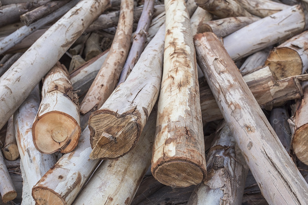 Toras de lenha picada de eucalipto seca empilhadas