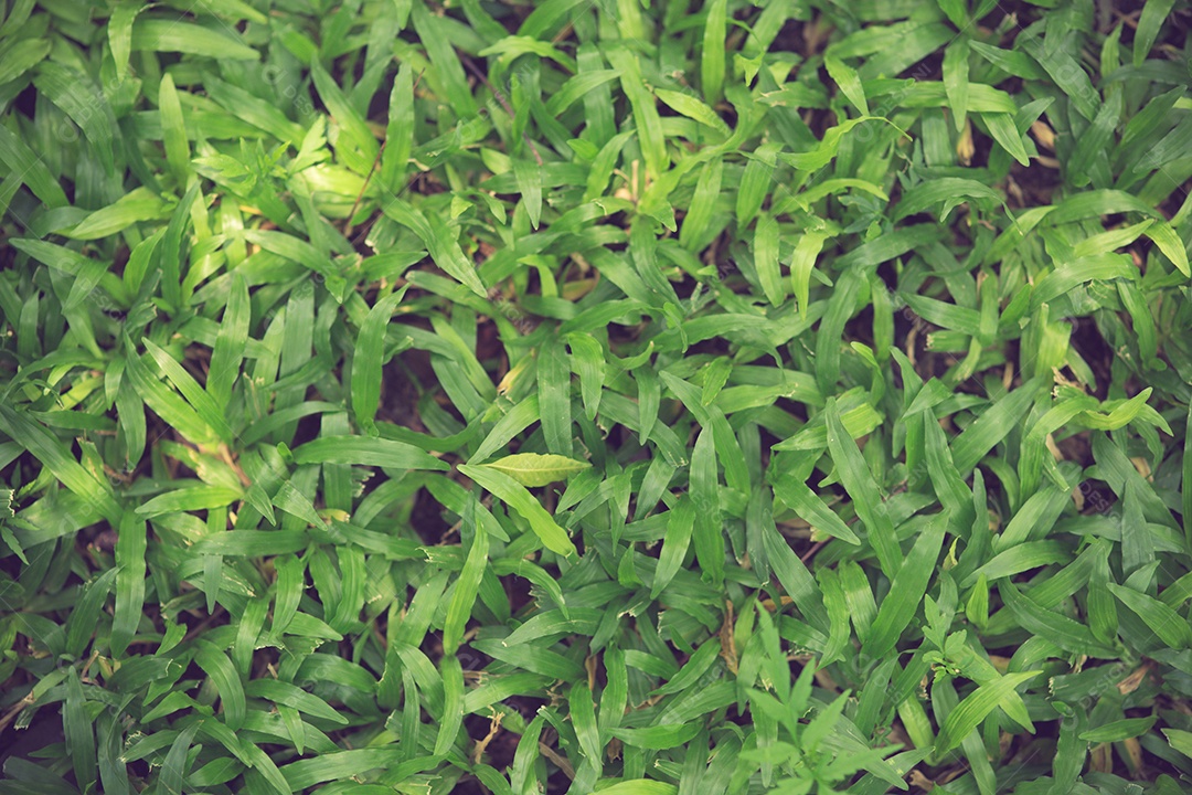 Textura sem costura de grama verde. Sem costura apenas em dimensões horizontais