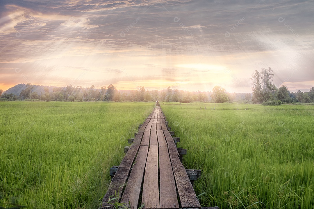 Ponte de madeira para campo de arroz verde na Tailândia.