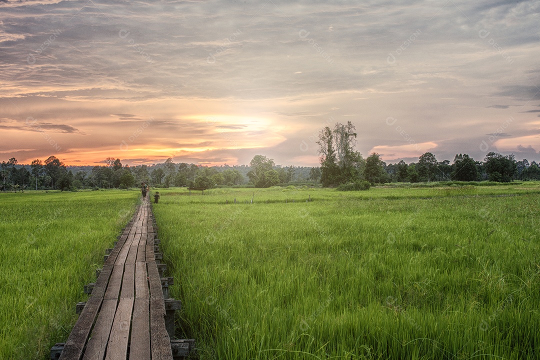 Ponte de madeira para campo de arroz verde na Tailândia.