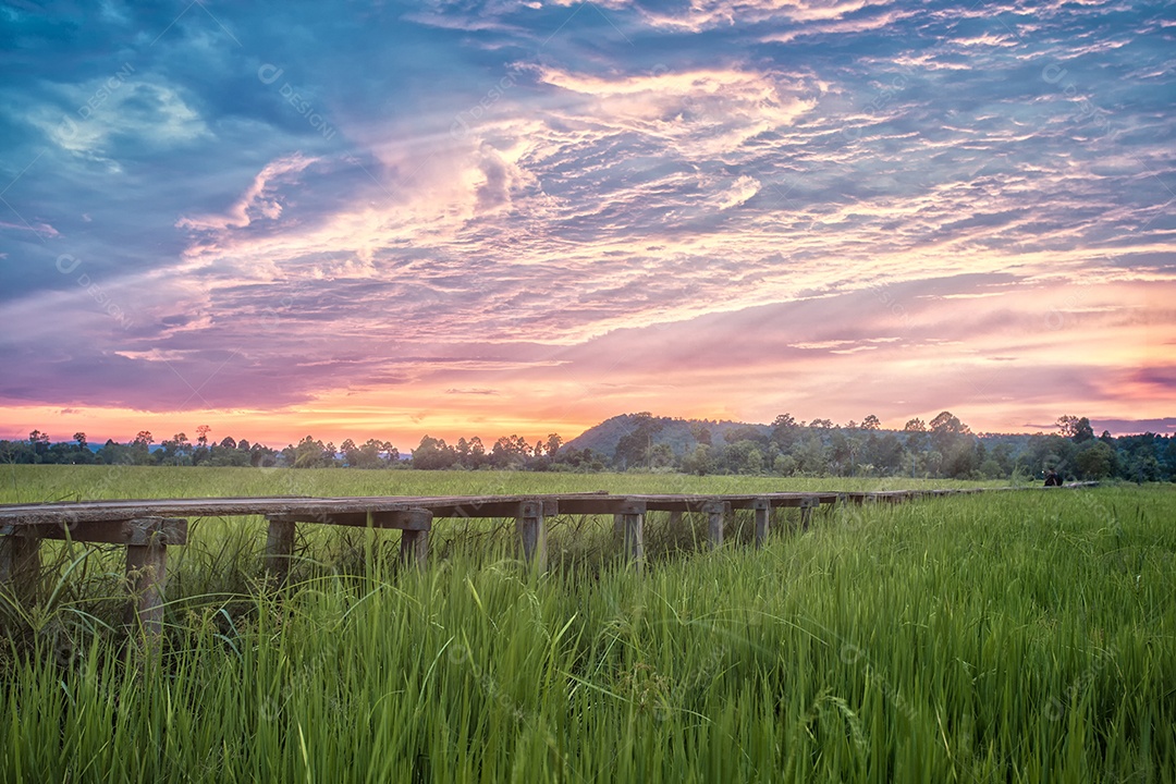 Ponte de madeira para campo de arroz verde na Tailândia.