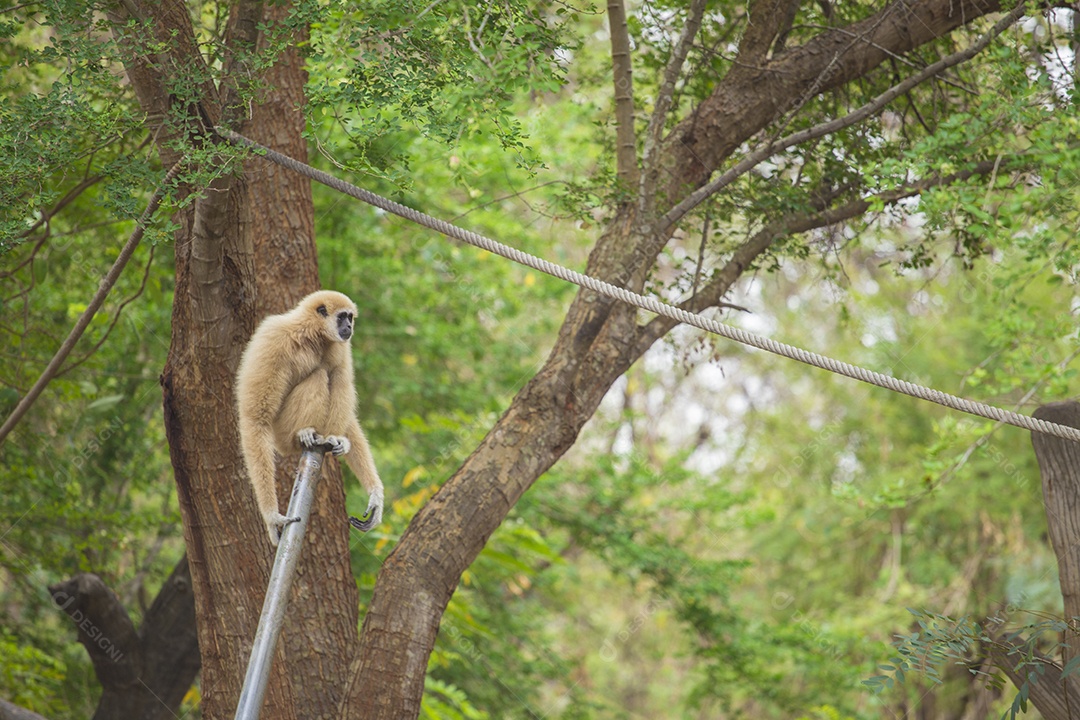Macaco sobre topo ao arvores floresta