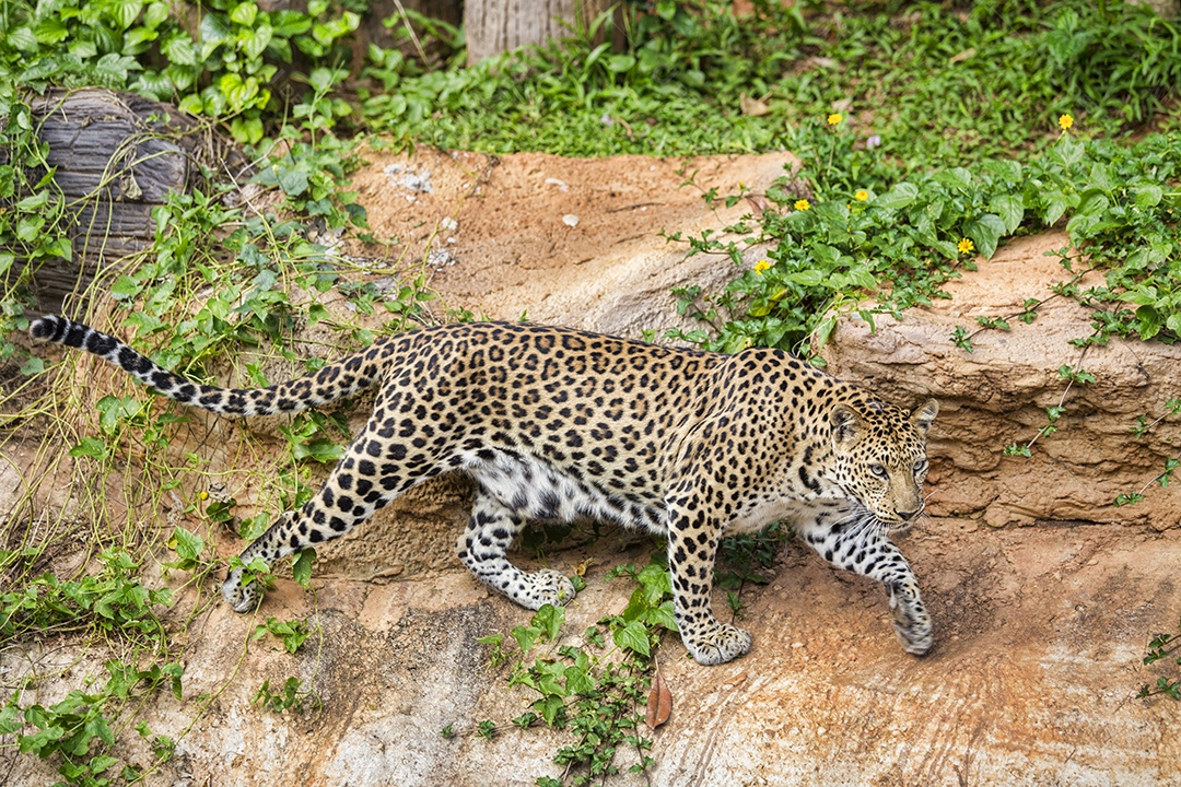 Leopardo do sinai animal selvagem