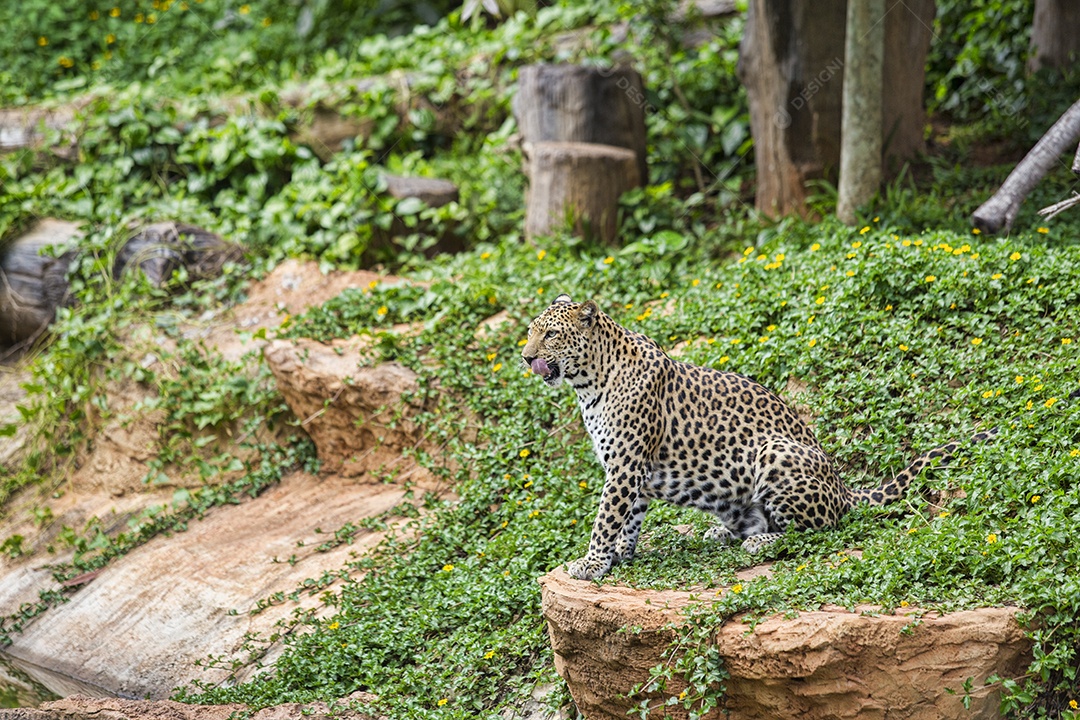 Leopardo do sinai animal selvagem