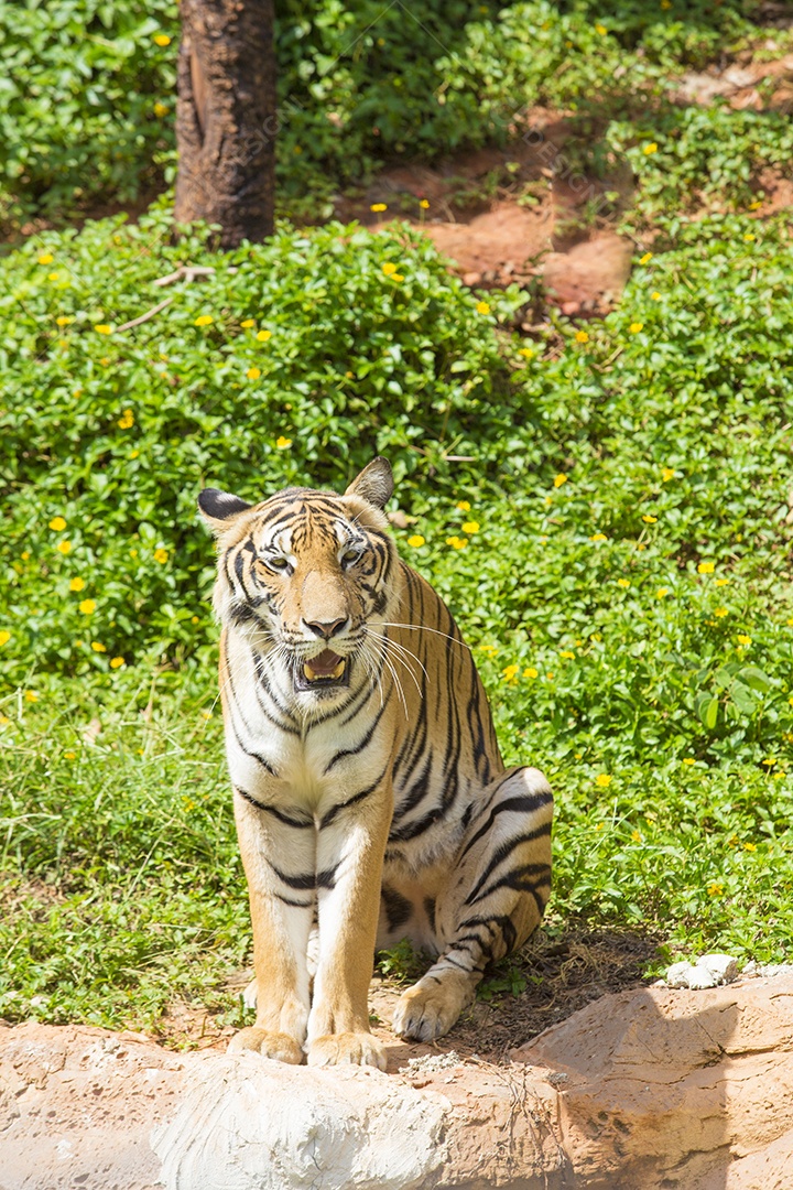 Tigre de bengala olhando para a câmera.