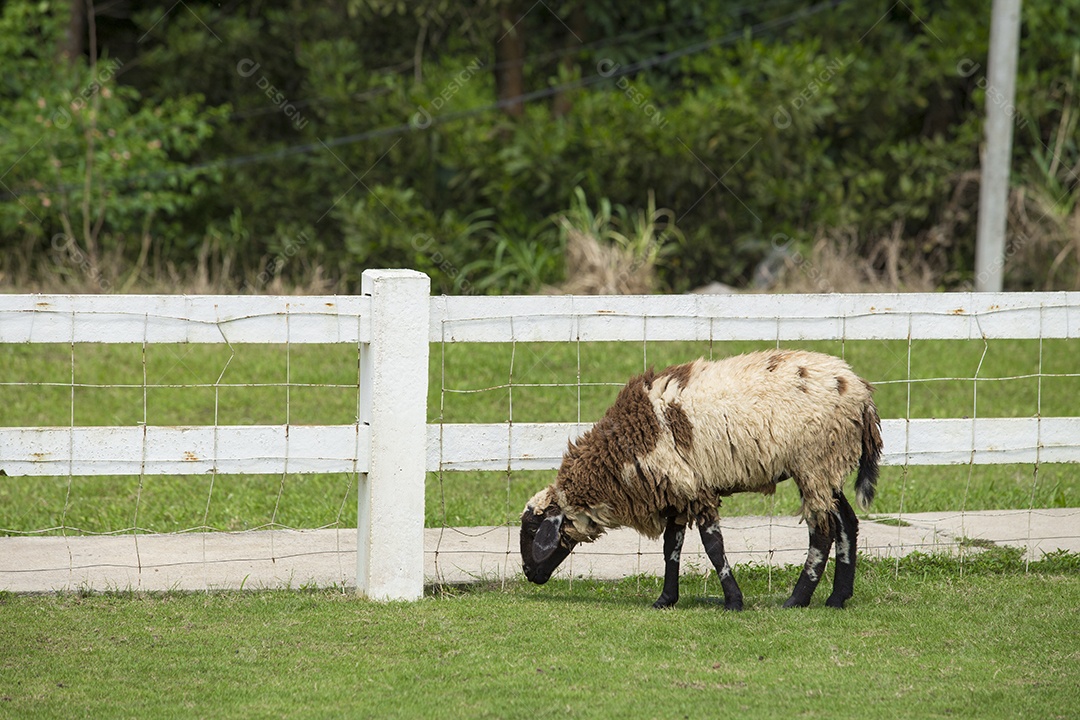 Ovelhas em um campo verde