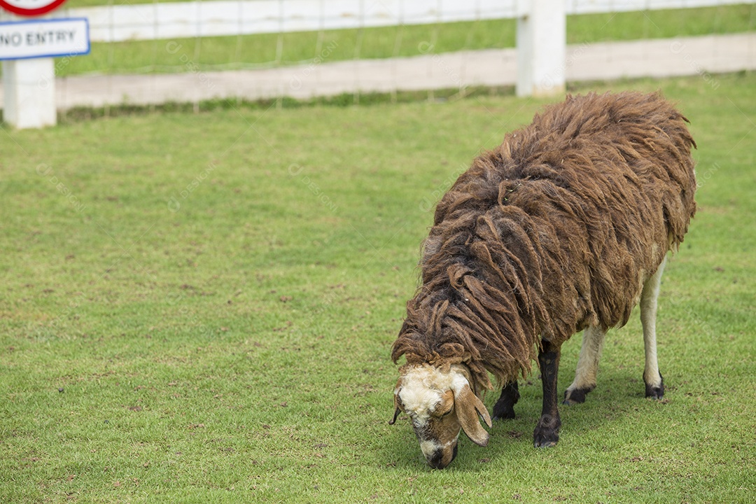 Ovelhas em um campo verde