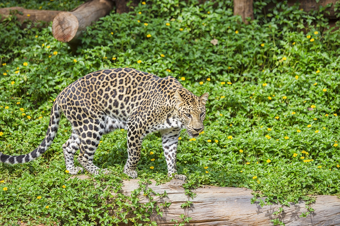 O rei o leopardo está andando.