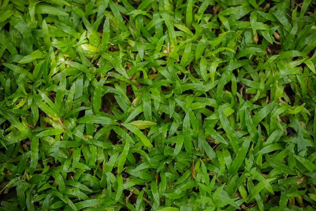 Textura sem emenda de grama verde. Sem costura apenas em dimensões horizontais.