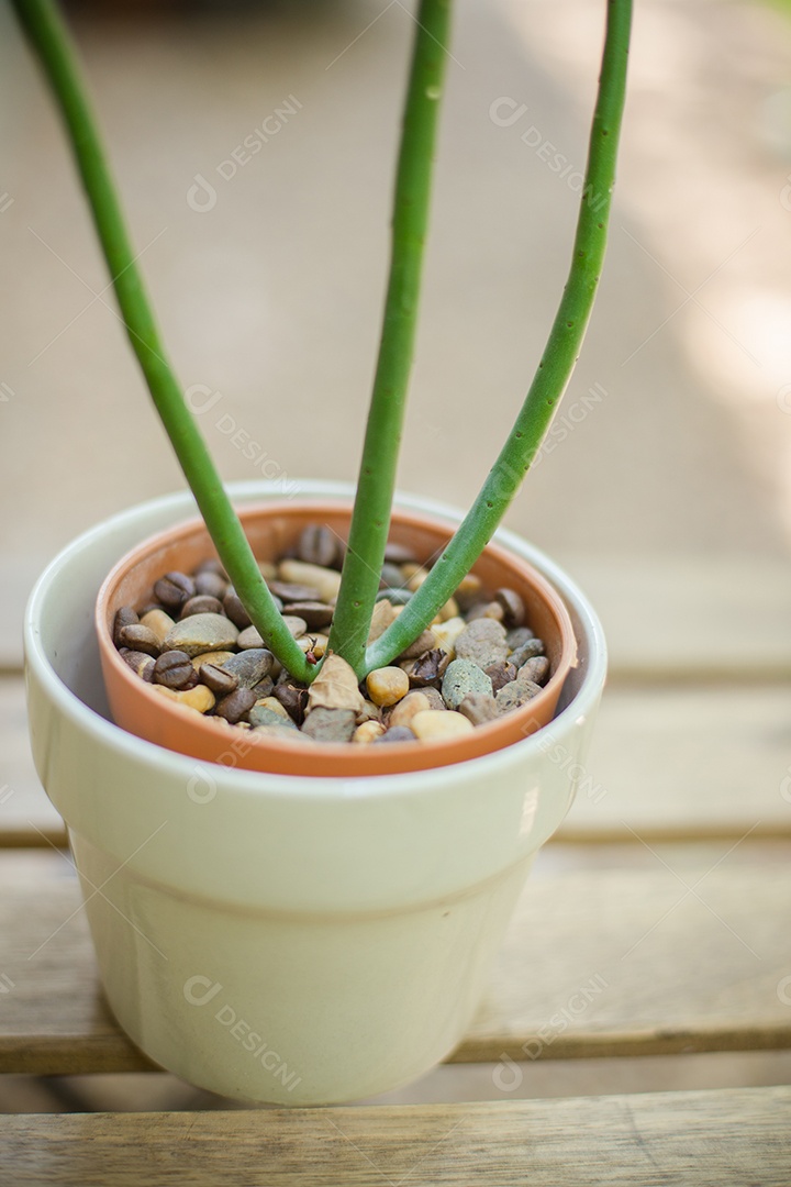 Plantar em um vaso de plantas.