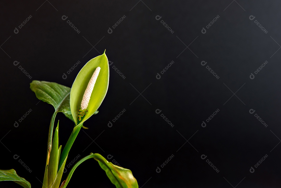 Linda flor de Aglaonema modestum Schott em fundo preto