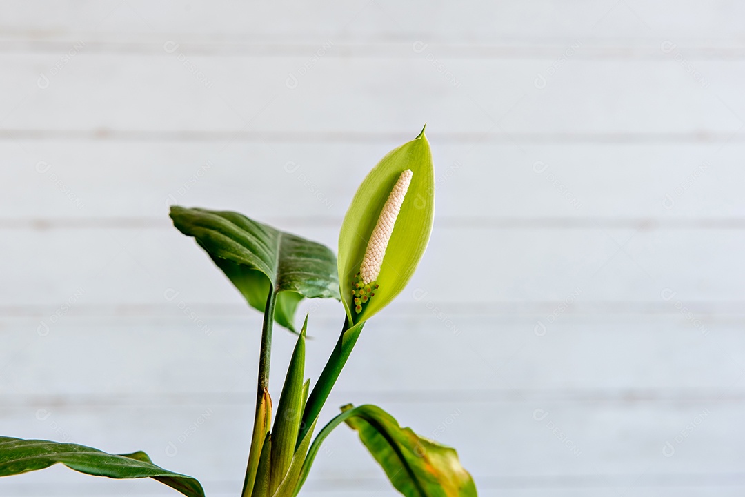 Flor bonita de Aglaonema modestum Schott no fundo branco