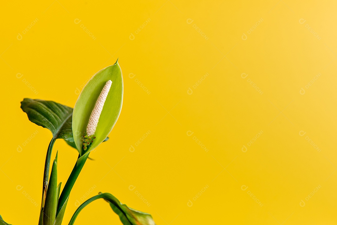 Linda flor de Aglaonema modestum Schott em fundo amarelo