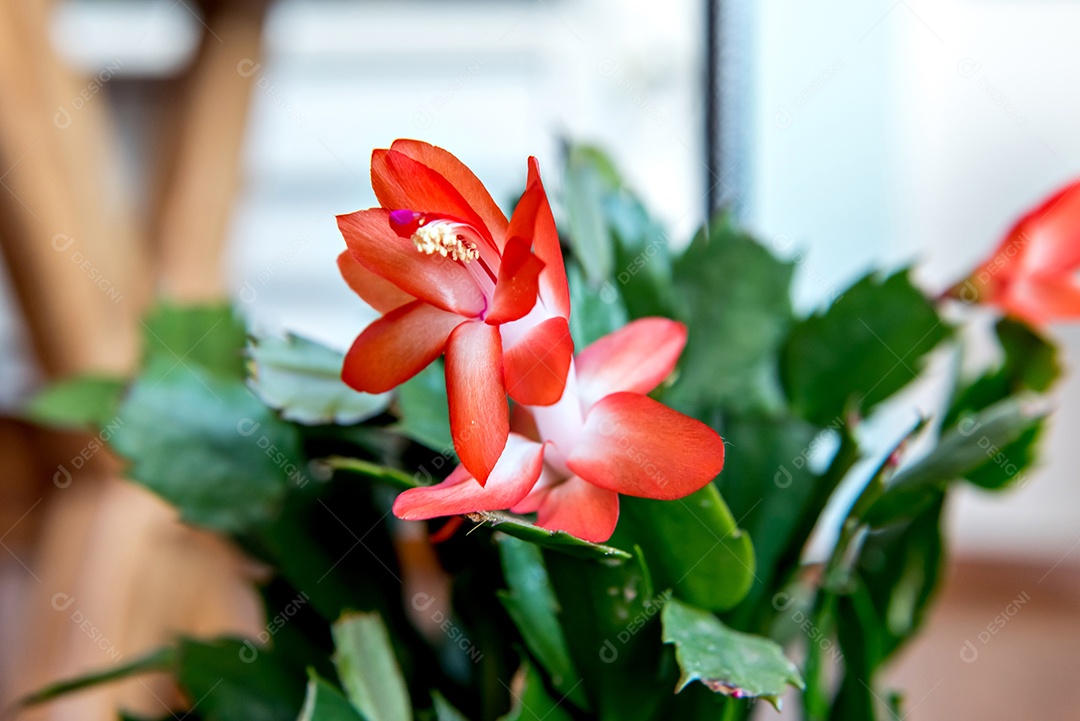 Flor de maio nativa brasileira, cacto de Natal falso (Schlumberge