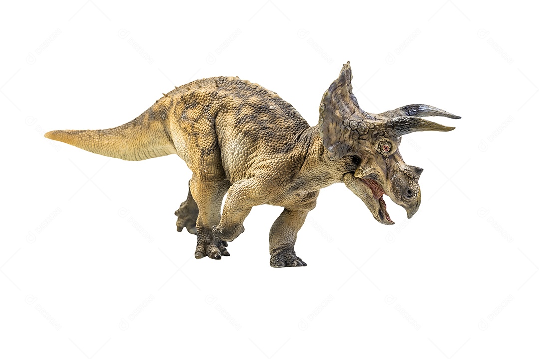 Dinossauro, Triceratops no traçado de recorte de fundo isolado