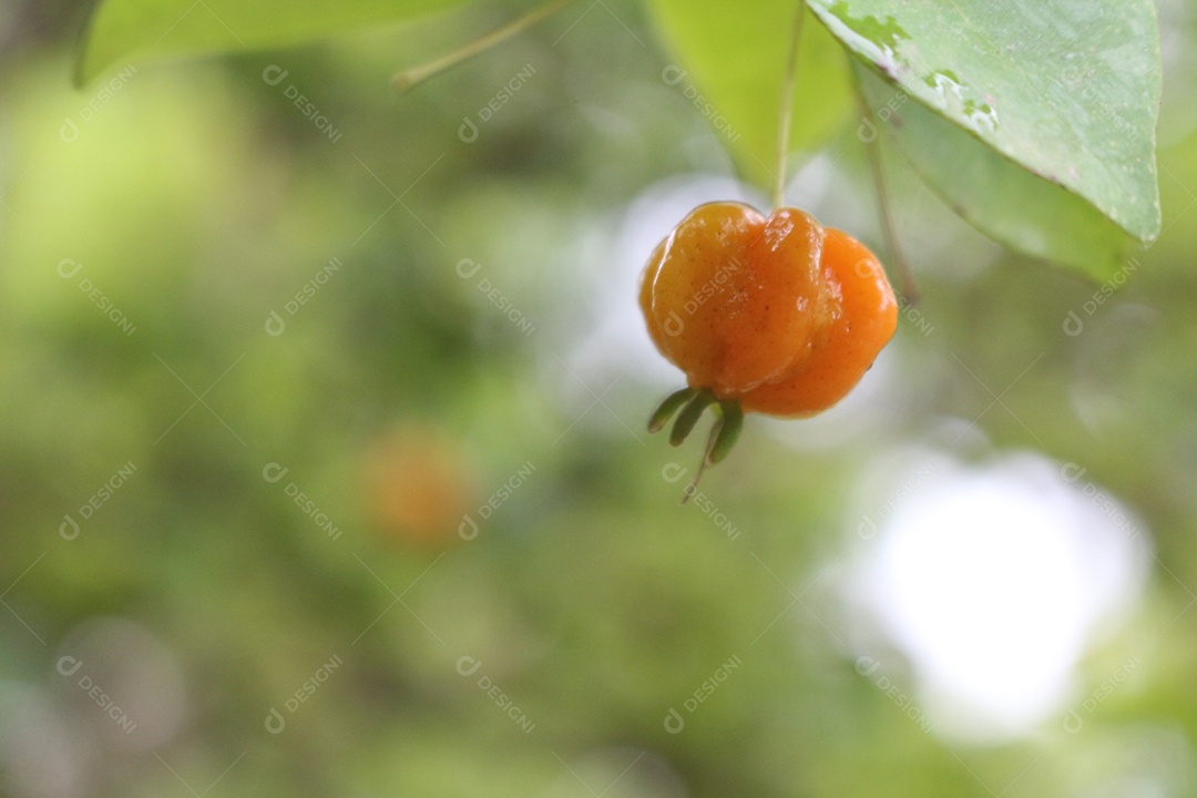 Pitanga no pé com fundo desfocado