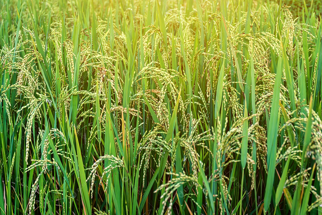 Vista aérea do terraço de arroz Tailândia