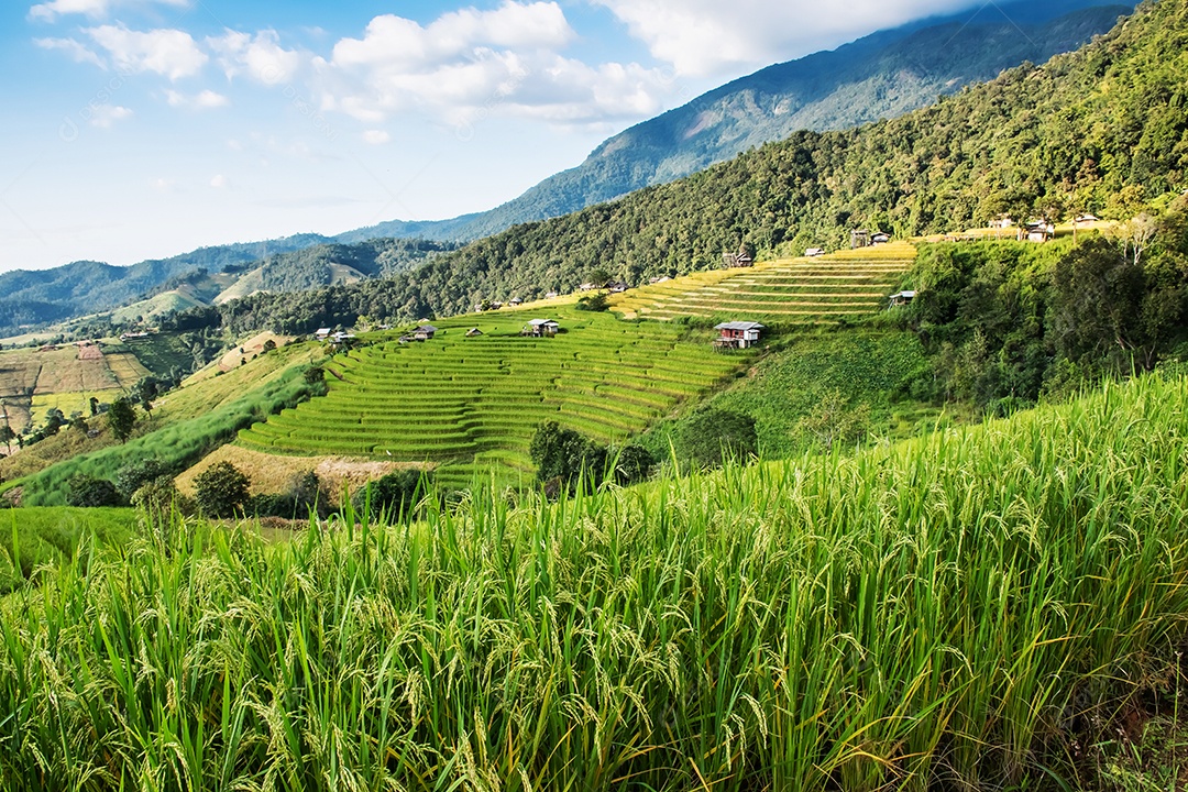 Vista aérea do terraço de arroz Tailândia