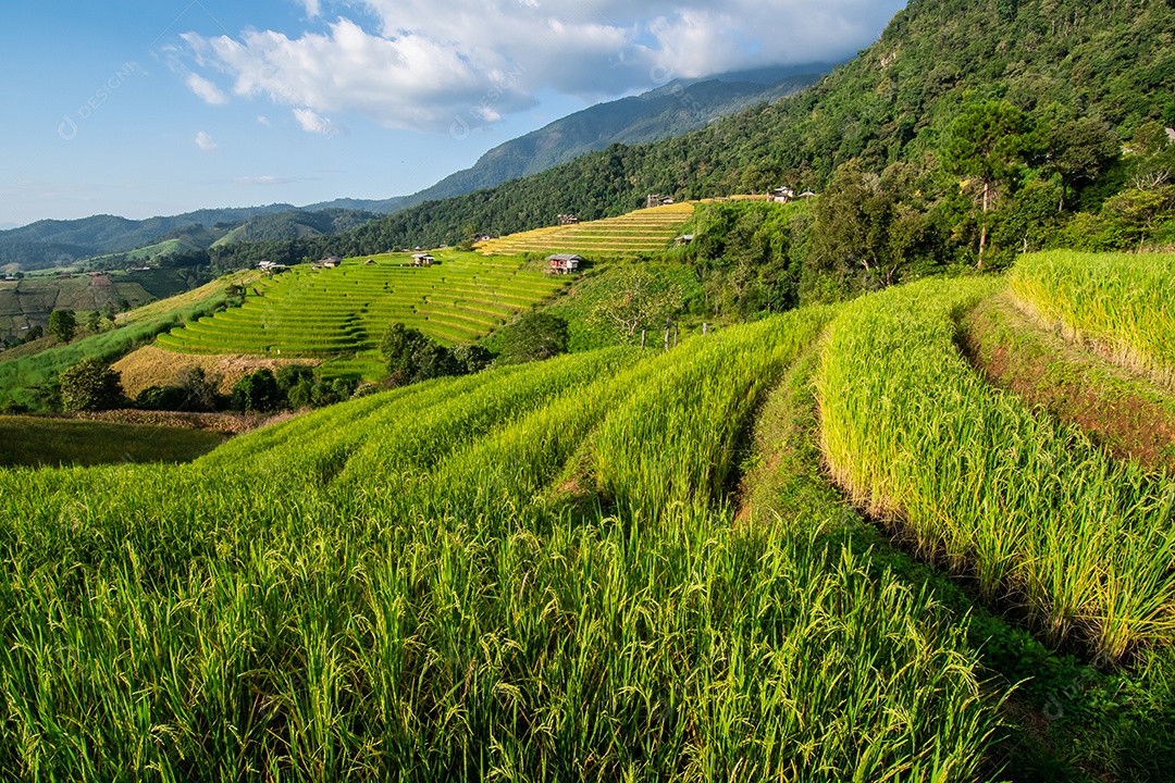 Vista aérea do terraço de arroz Tailândia