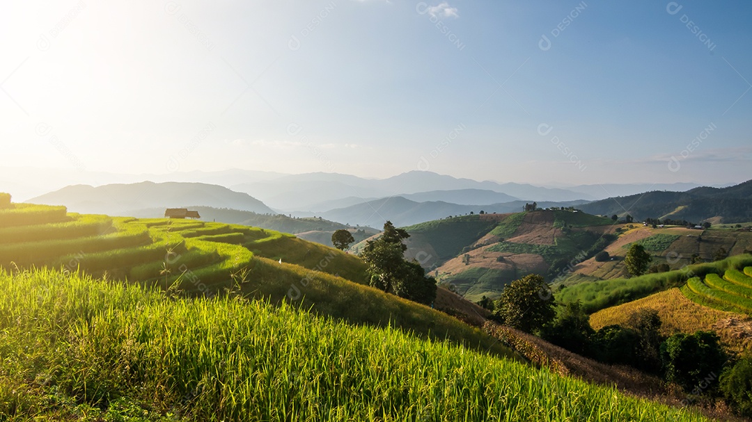 Vista aérea do terraço de arroz Tailândia