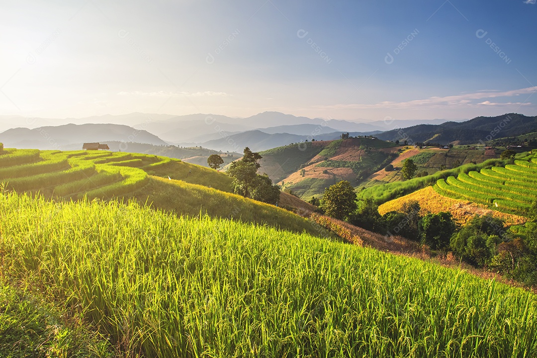 Vista aérea do terraço de arroz Tailândia