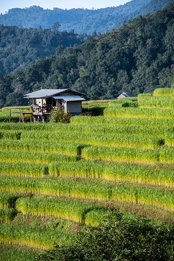 Vista aérea do terraço de arroz Tailândia