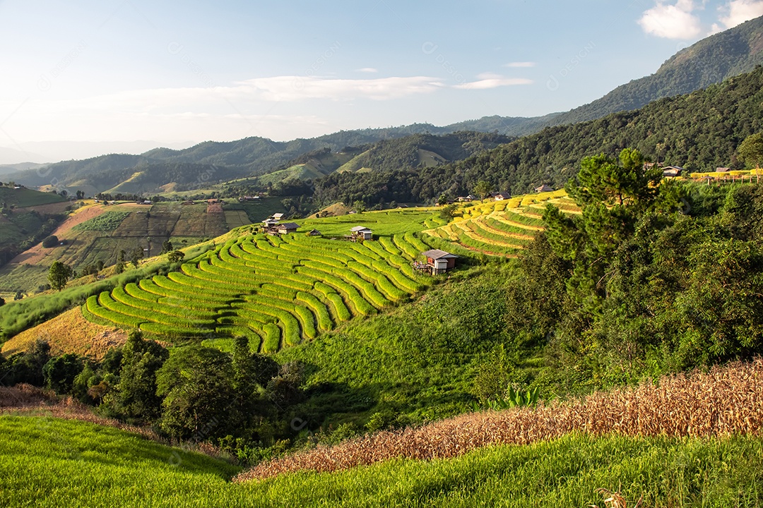 Vista aérea do terraço de arroz Tailândia