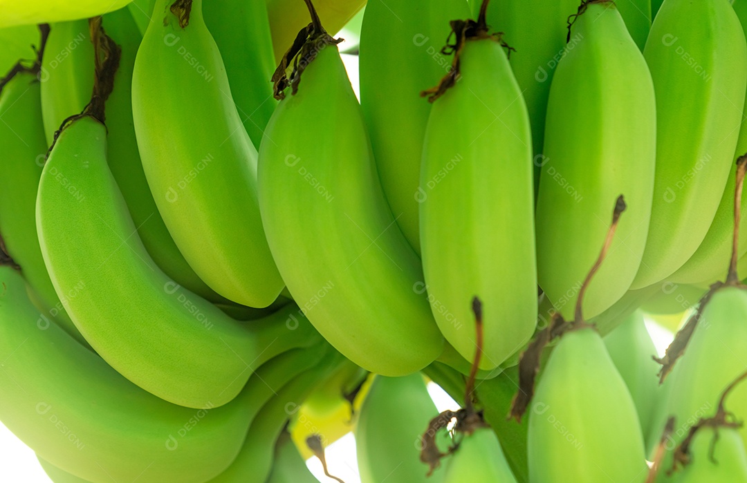 Grupo aproximado de bananas verdes cruas cultivadas no jardim de bananas