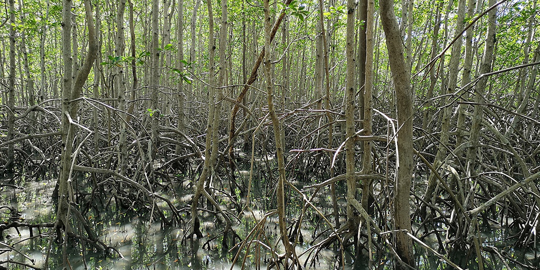 Vegetação natural de mangue com raízes.
