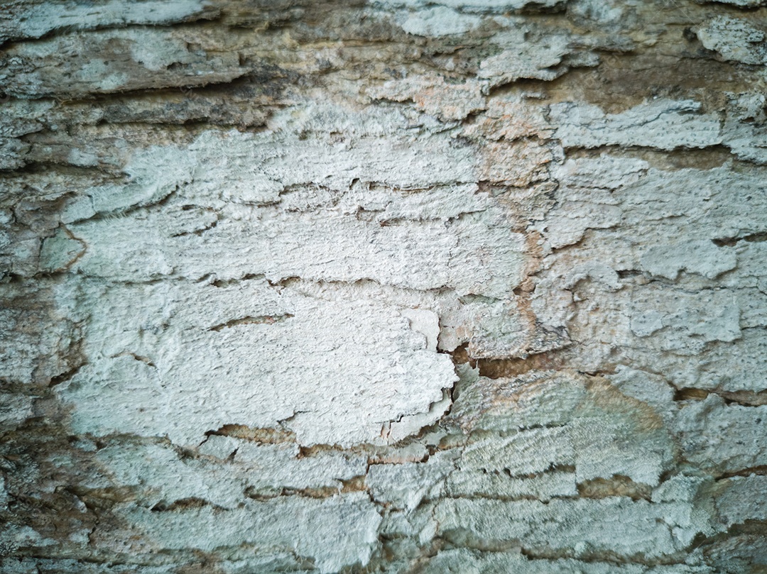 Fundo com textura de tronco de árvore.