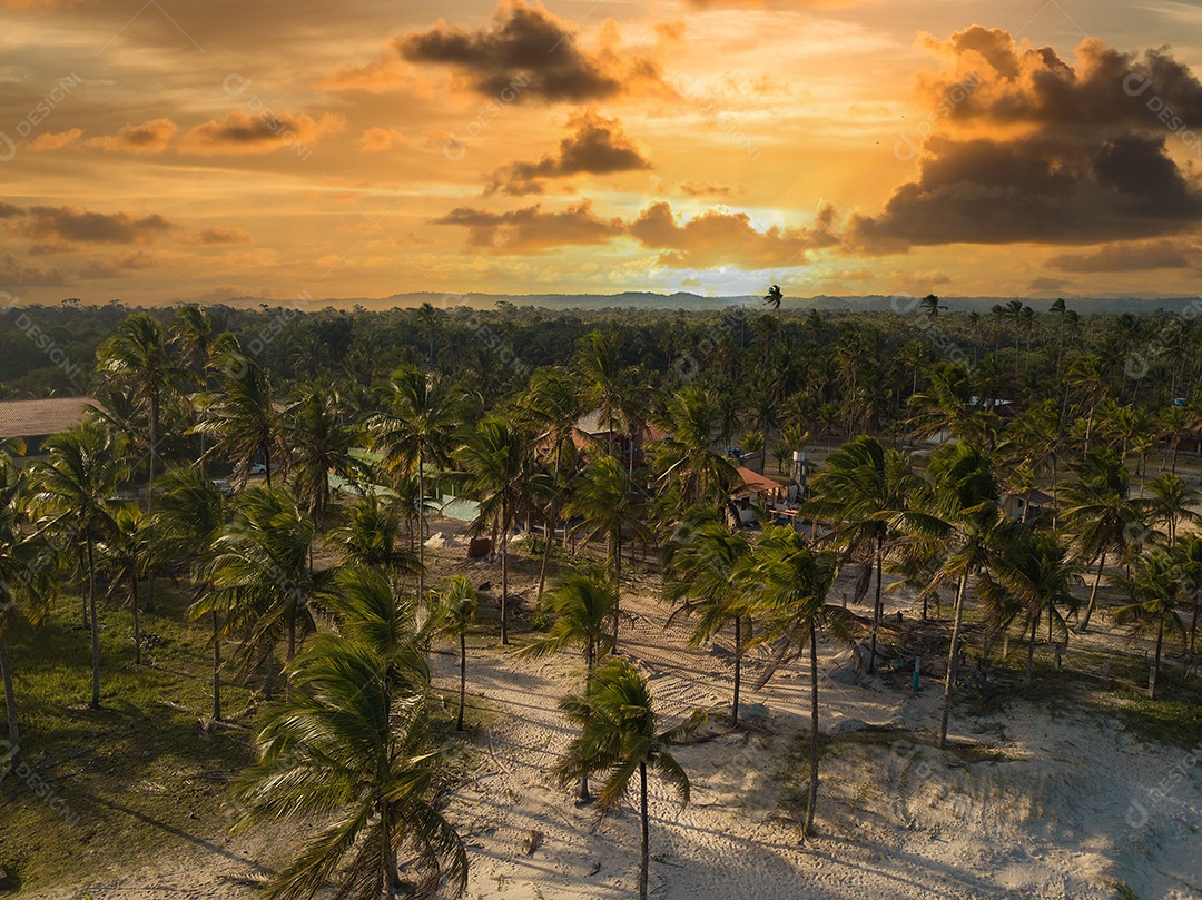 Drone vista aérea praia deserta com coqueiros. Ilhéus Bahia Brasil