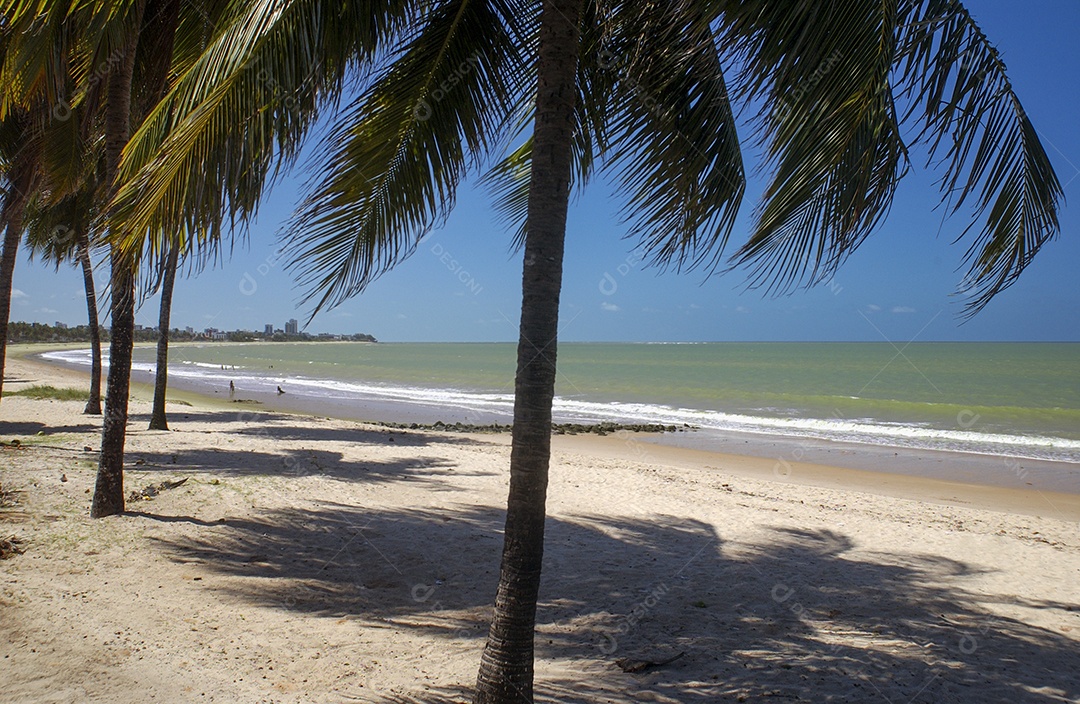 Coqueiros na praia de Manaíra.