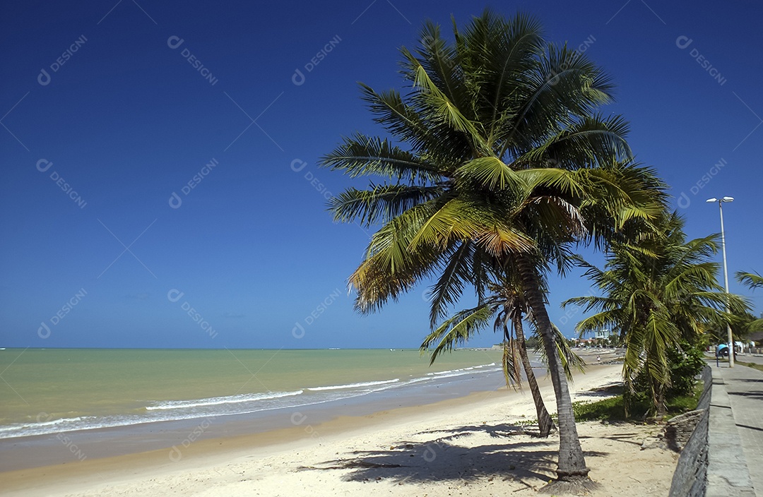 Coqueiros na praia de Manaíra.