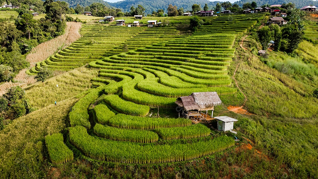 Vista aérea do terraço de arroz Tailândia