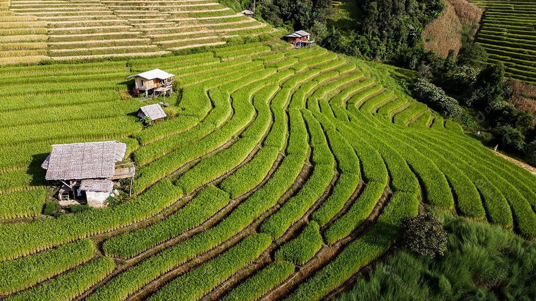 Vista aérea do terraço de arroz Tailândia