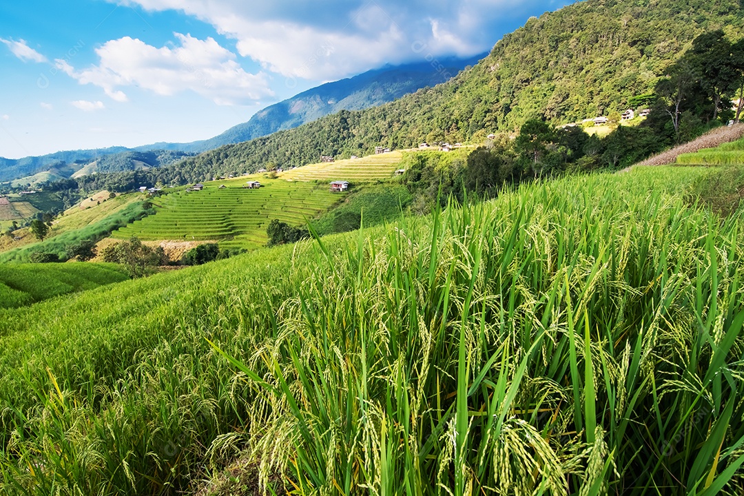 Vista aérea do terraço de arroz Tailândia