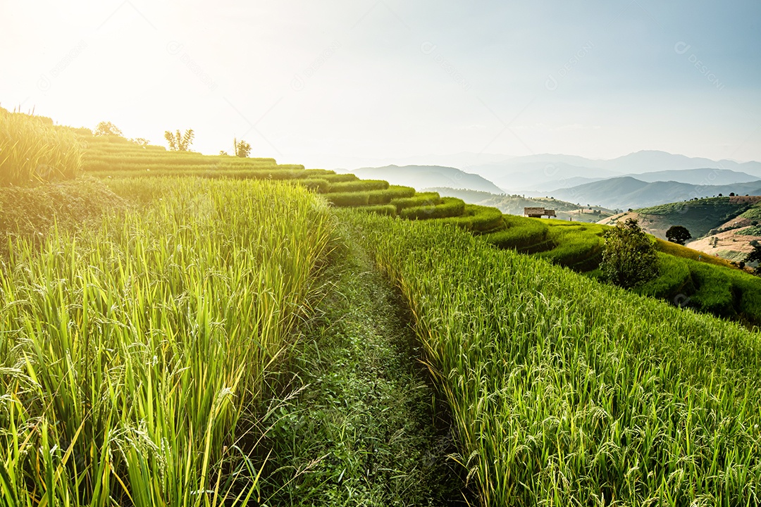 Vista aérea do terraço de arroz Tailândia