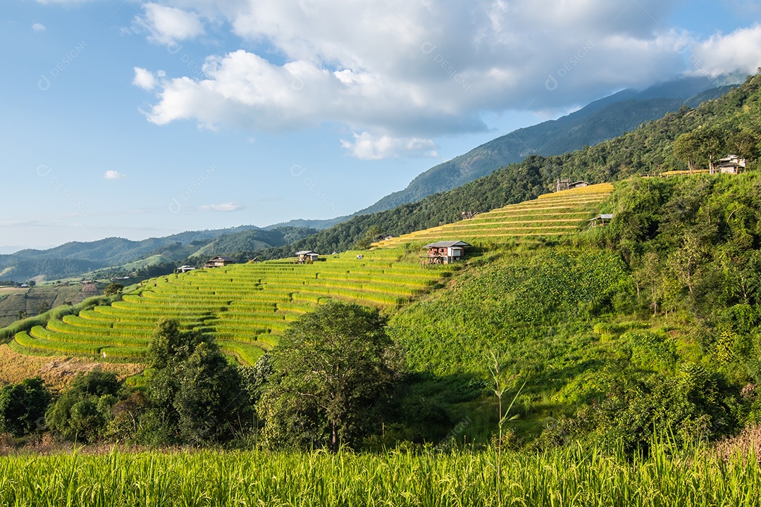 Vista aérea do terraço de arroz Tailândia