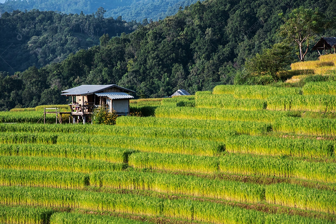 Vista aérea do terraço de arroz Tailândia
