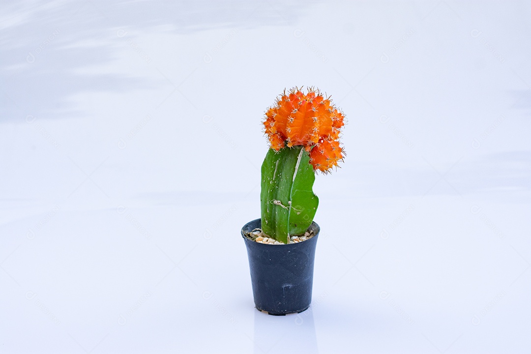 Cacto com flor plantado em vaso pequeno de plástico