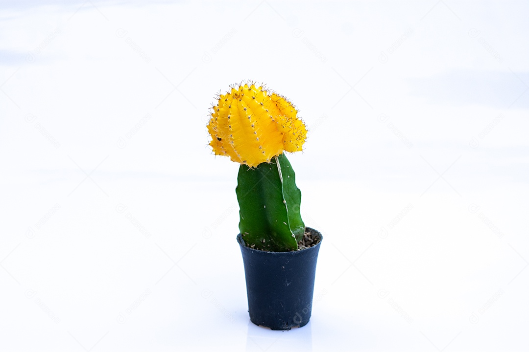 Cacto com flor plantado em vaso pequeno de plástico