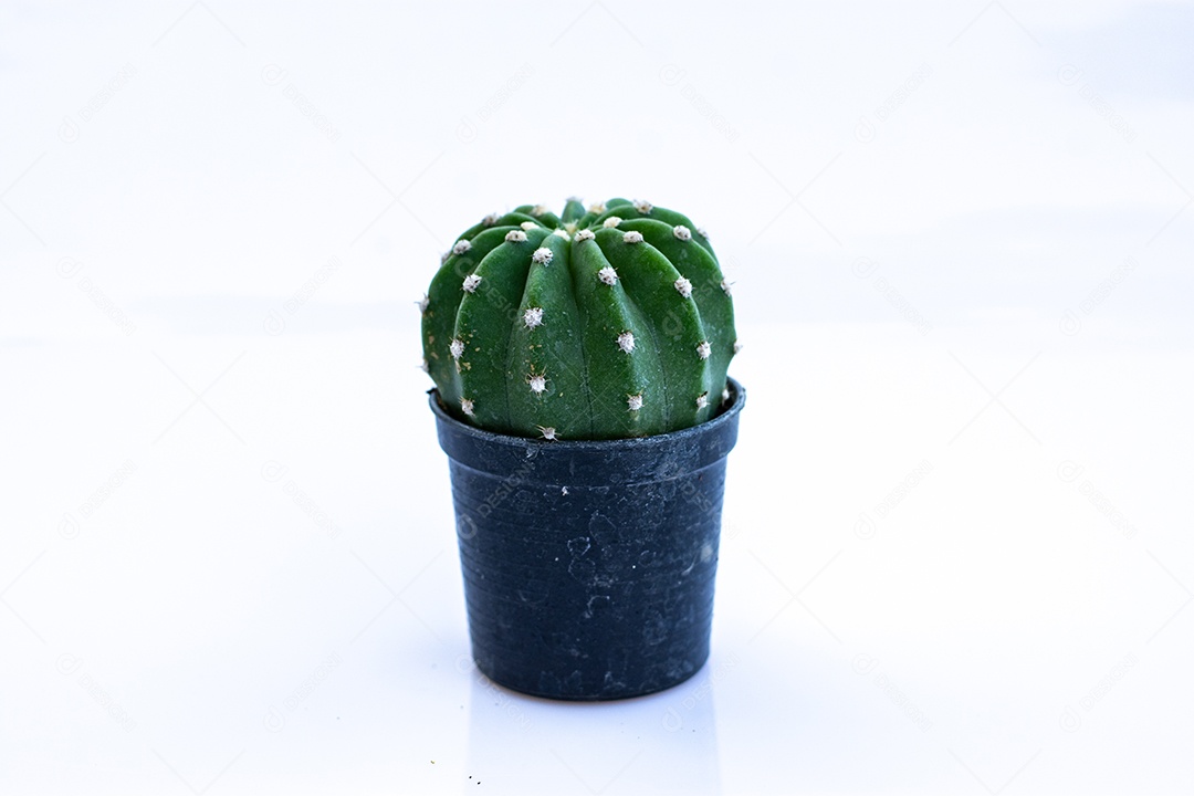 Cacto com flor plantado em vaso pequeno de plástico