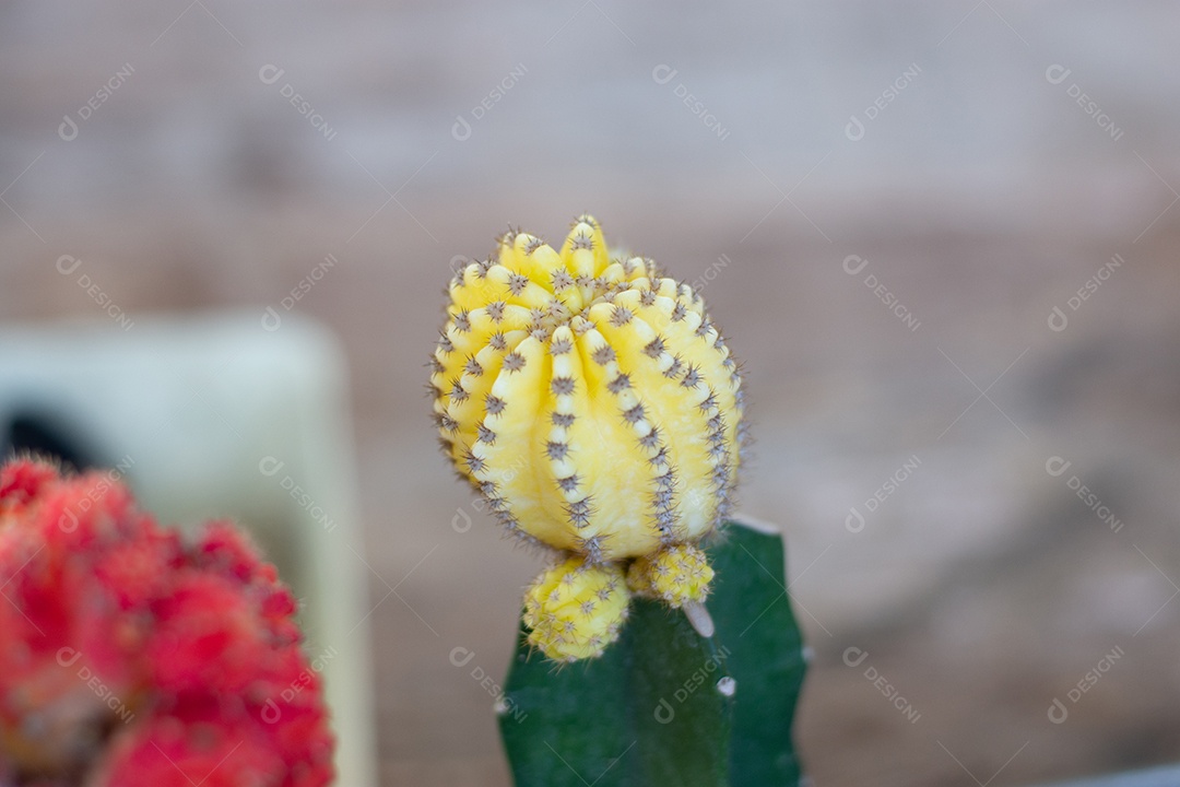 Cacto com flor plantado em vaso pequeno de plástico