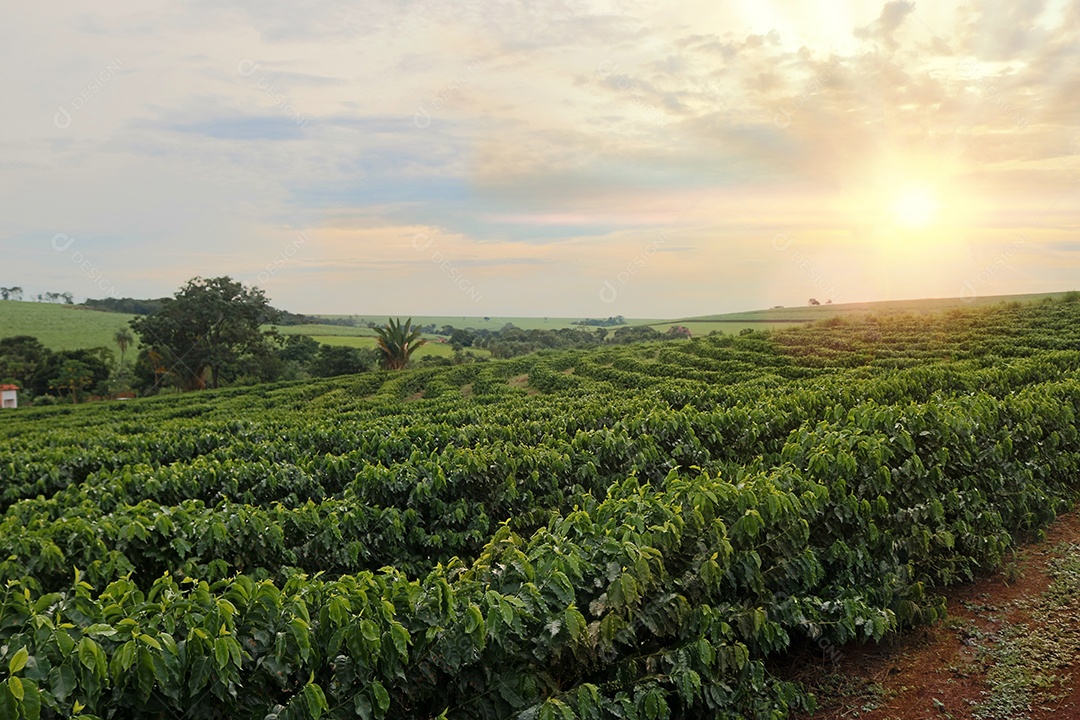 Plantation - Pôr do sol na paisagem da plantação de café