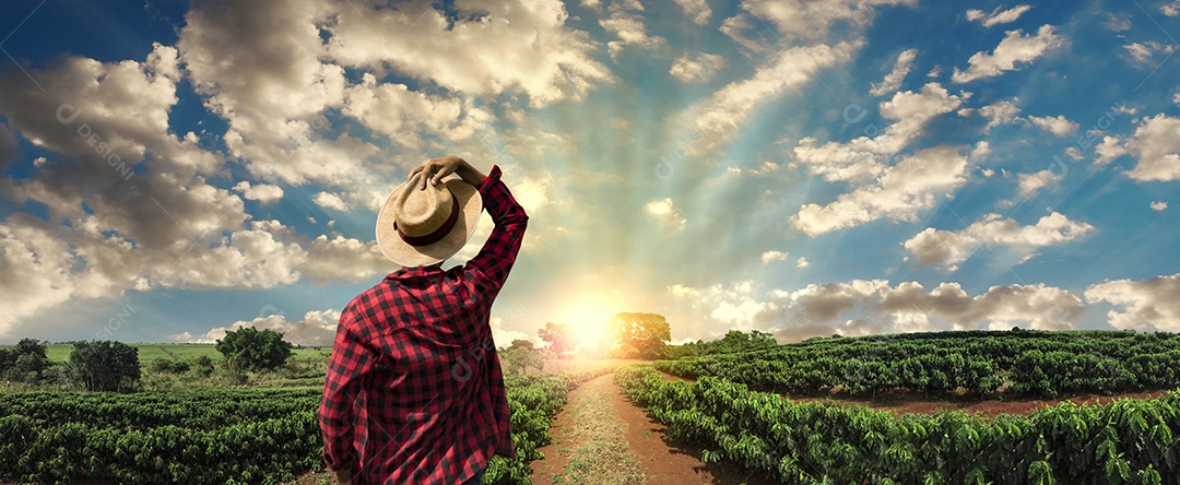 Agricultor trabalhando no campo de café ao pôr do sol ao ar livre.