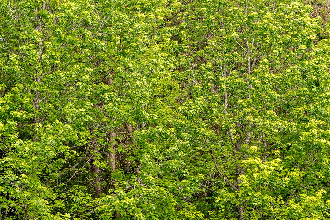 Textura de árvores da floresta de liquidâmbar