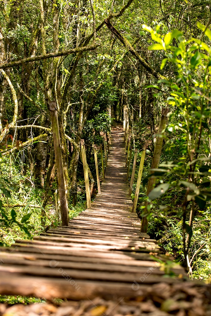 Ponte de madeira na floresta no Brasil, estrada no meio