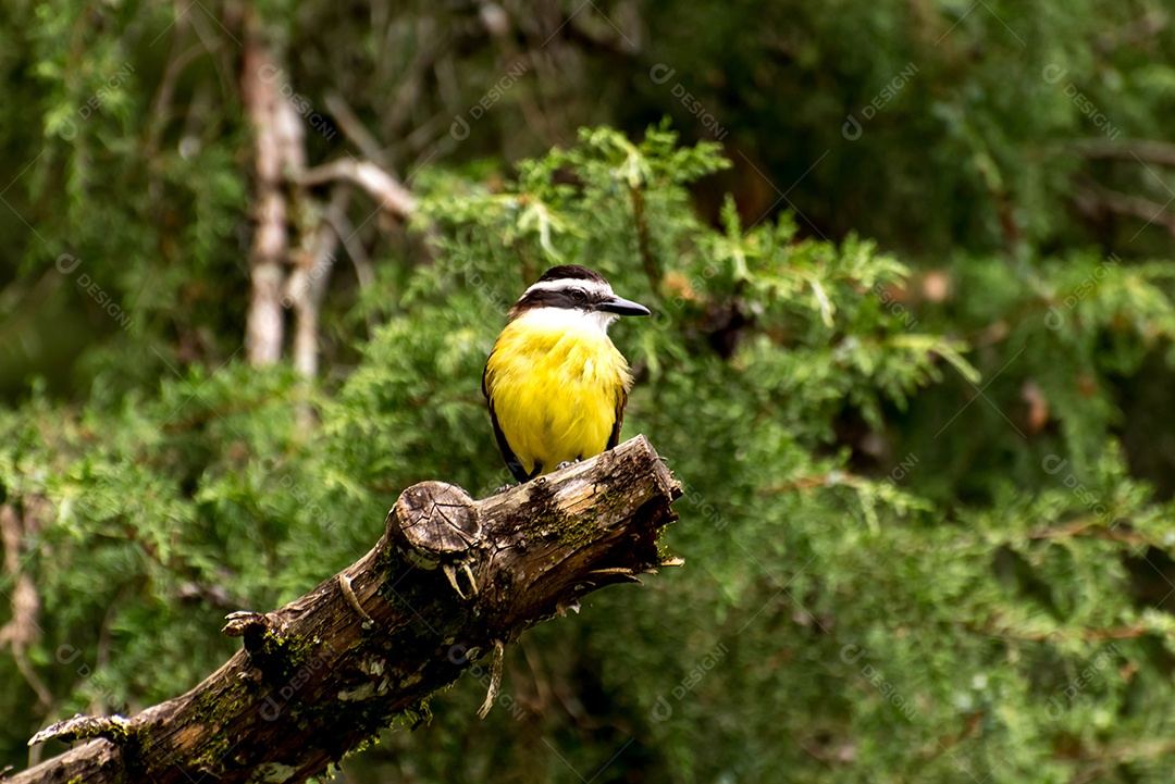 Pássaro amarelo no tronco de árvore com floresta